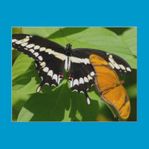 butterfly Postcard postcards