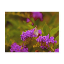 Butterfly postcards by Jodiephotos Butterfly postcards
