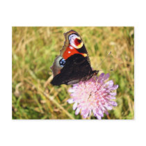 Butterfly postcards