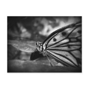 butterfly postcard black and white photography