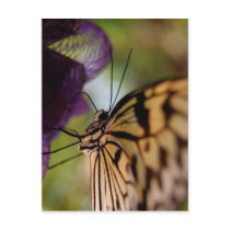 Butterfly Postcard
