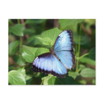 butterfly postcards