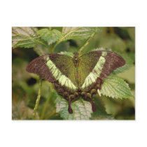 Butterfly Postcard by blumenthalphoto Butterfly Postcard