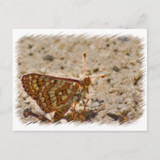Butterfly Postcard postcard