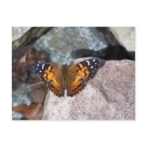 Butterfly postcards