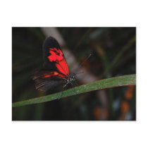 Butterfly Postcard by blumenthalphoto Butterfly Postcard