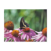 Butterfly Postcard by Captain_Panama Butterfly Postcard