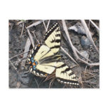 Butterfly postcard