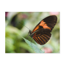 Butterfly Postcard