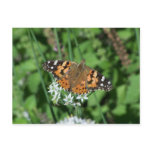 butterfly  postcard