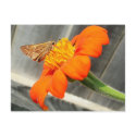 Butterfly postcards