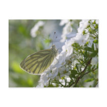 Butterfly Postcard