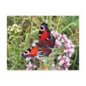 Butterfly postcards