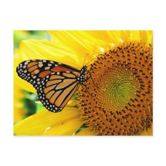 Butterfly postcard