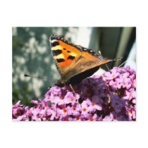 Butterfly Post Card