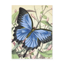 Butterfly Post Cards