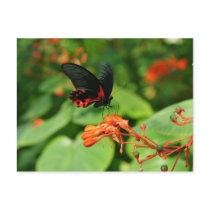 Butterfly Postcard
