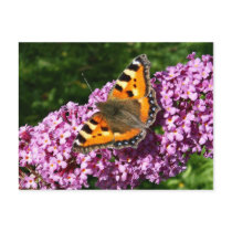 Butterfly Post Card