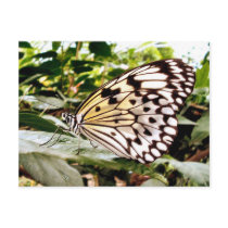 Butterfly postcards