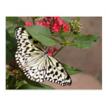 Butterfly postcard