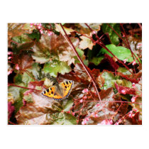 Butterfly postcards