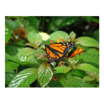 Butterfly postcard