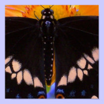 Butterfly Postcard posters