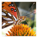 Butterfly Poster posters by KimiPhillips Butterfly Poster posters