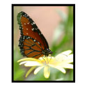 Butterfly posters