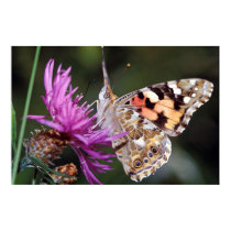 Butterfly posters