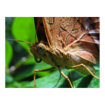 Butterfly posters