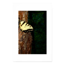 Butterfly posters