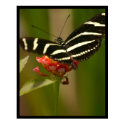 Butterfly posters