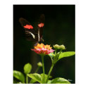 Butterfly (Poster) posters