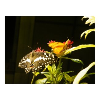 Butterfly Poster