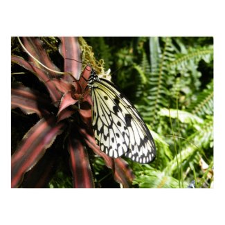 Butterfly Poster
