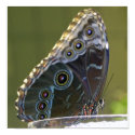butterfly poster posters by knzabriskie butterfly poster posters
