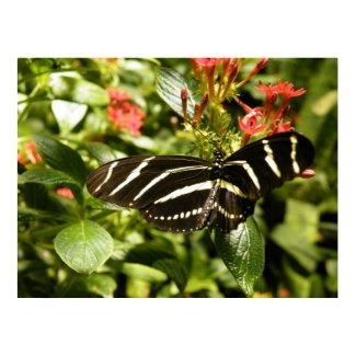 Butterfly wall art