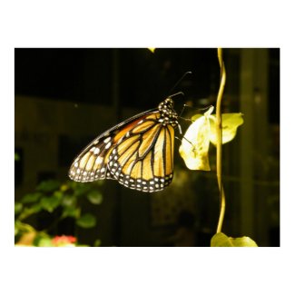 Butterfly Poster