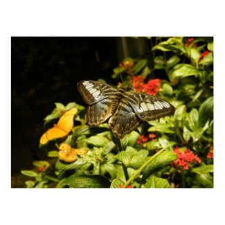 Butterfly print