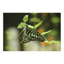 Butterfly posters
