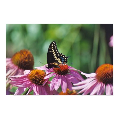 Butterfly Poster by Captain_Panama
