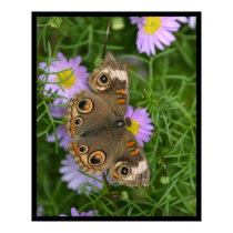 Butterfly poster by jeanro Butterfly poster