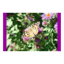 Butterfly posters