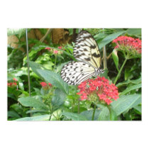 Butterfly posters