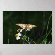 Butterfly posters