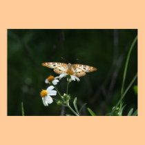 Butterfly posters