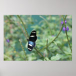 Butterfly Posters
