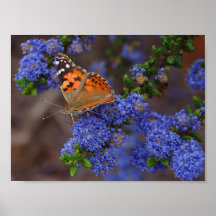 butterfly poster