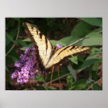 Butterfly Print
